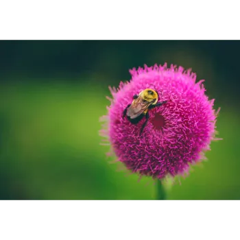 Organic Milk Thistle 